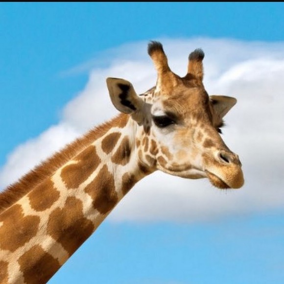 Meet your Posher, Shianne - Picture 1 of 1